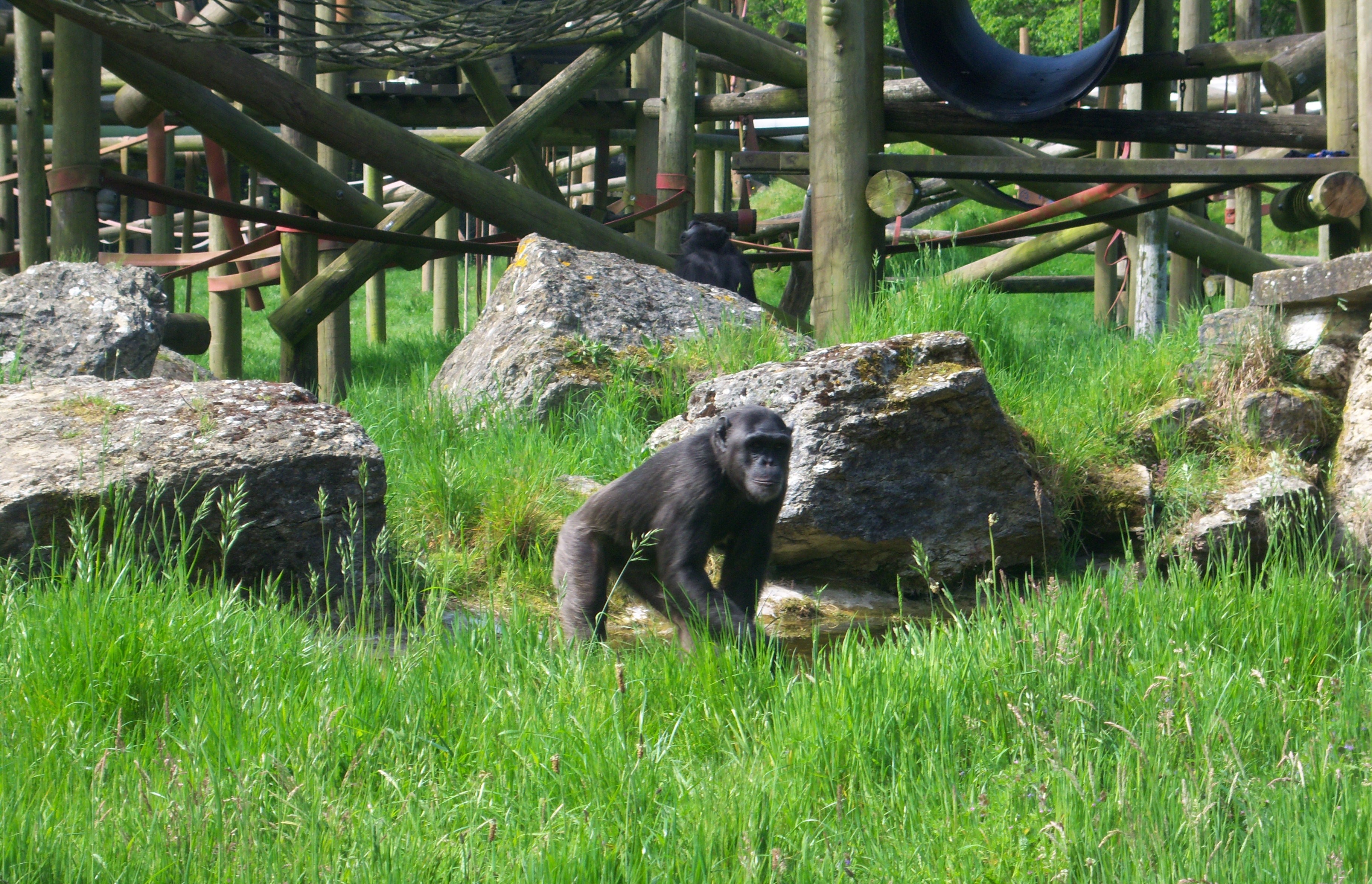 Monkeys at monkey world